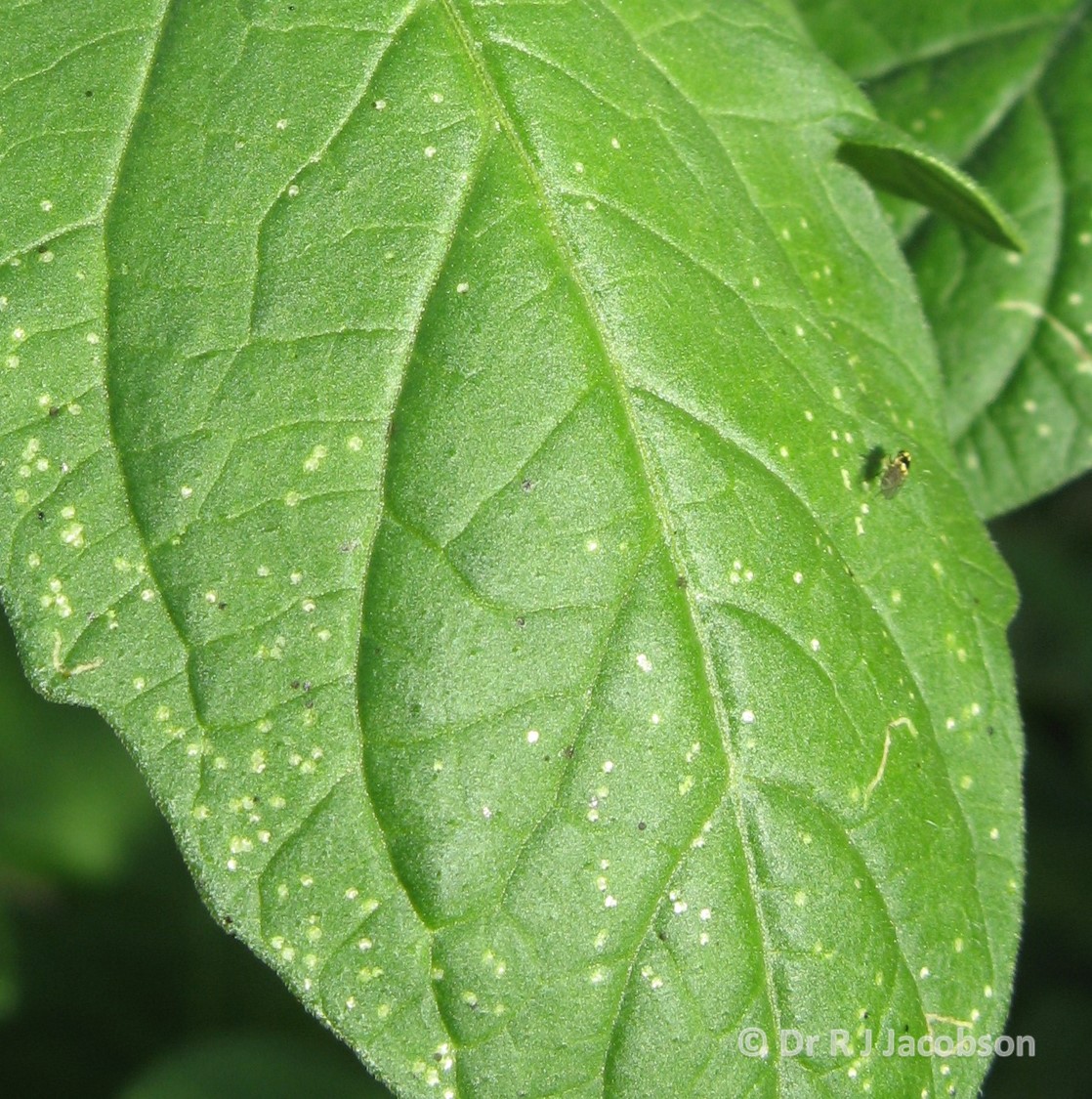Feeding punctures caused by Liriomyza. Copyright Dr R J Jacobson (RJC Ltd).